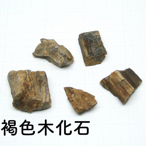 【バルーン type】苔テラリウム制作キット-《苔テラリウム・コケリウム》 5枚目の画像