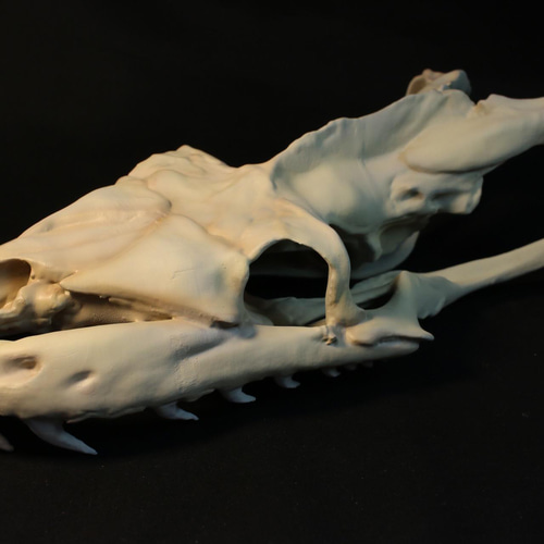 受注生産】アミメニシキヘビ 拡大頭骨レプリカ【30㎝】 その他置物