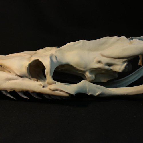 受注生産】アミメニシキヘビ 拡大頭骨レプリカ【30㎝】 その他置物