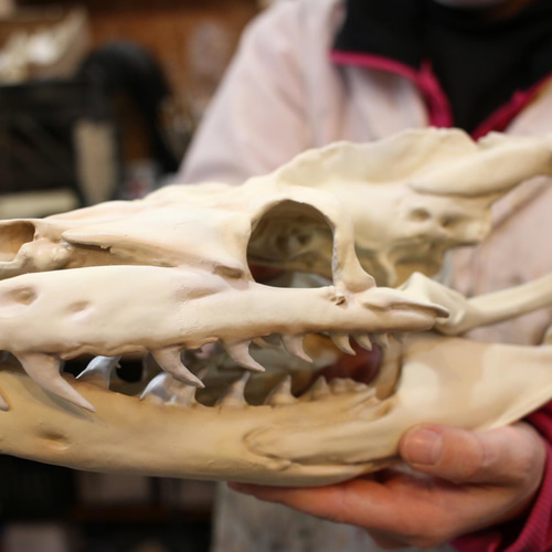 受注生産】アミメニシキヘビ 拡大頭骨レプリカ【30㎝】 その他置物