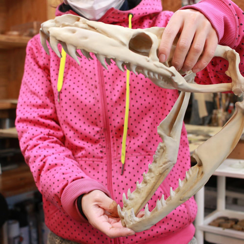 受注生産】アミメニシキヘビ 拡大頭骨レプリカ【30㎝】 その他置物