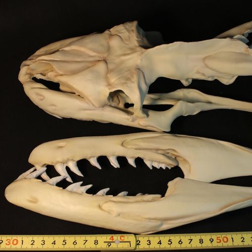 受注生産】アミメニシキヘビ 拡大頭骨レプリカ【30㎝】 その他置物