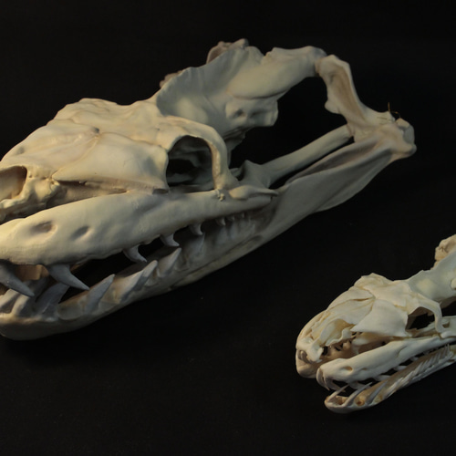 受注生産】アミメニシキヘビ 拡大頭骨レプリカ【30㎝】 その他置物