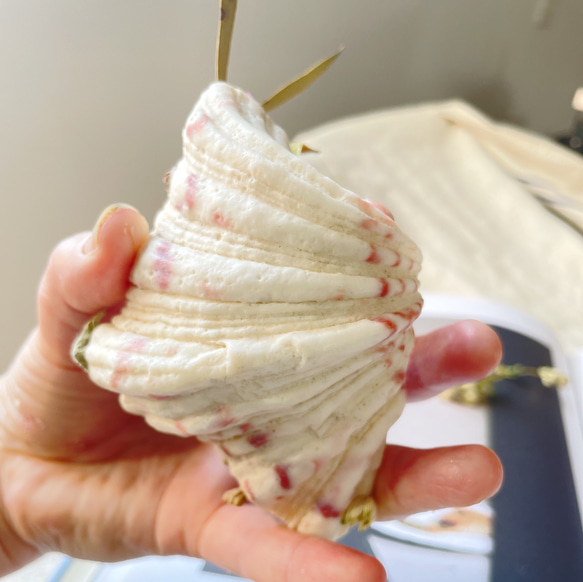 手のひらサイズ　貝殻の野原　シャコ貝　インテリア&ディスプレイ 7枚目の画像