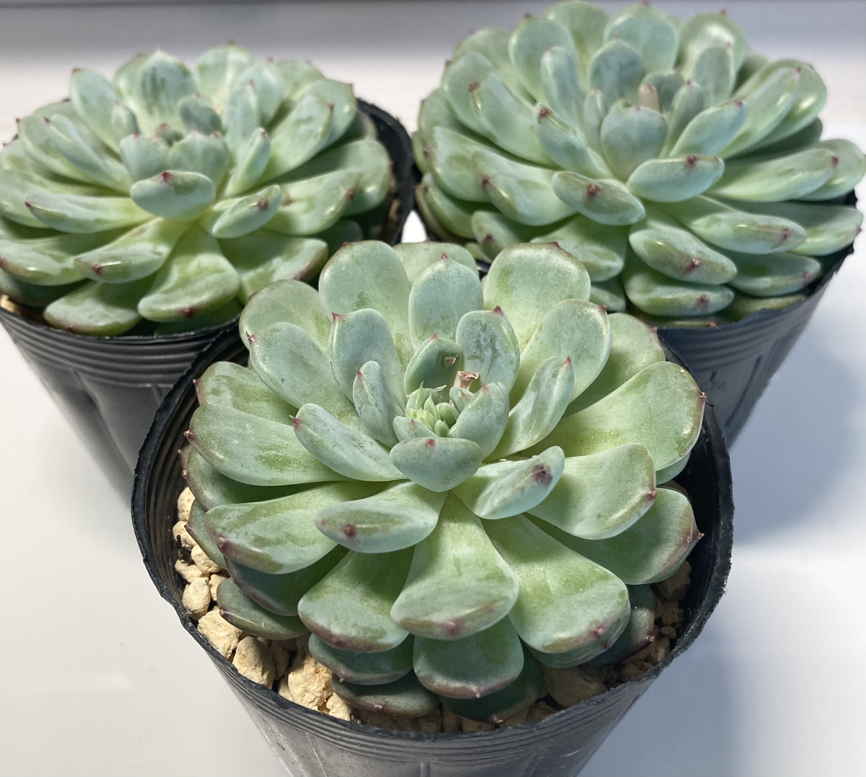 専用コーナー 多肉植物 錦 錦 | RuPo 多肉植物専門店