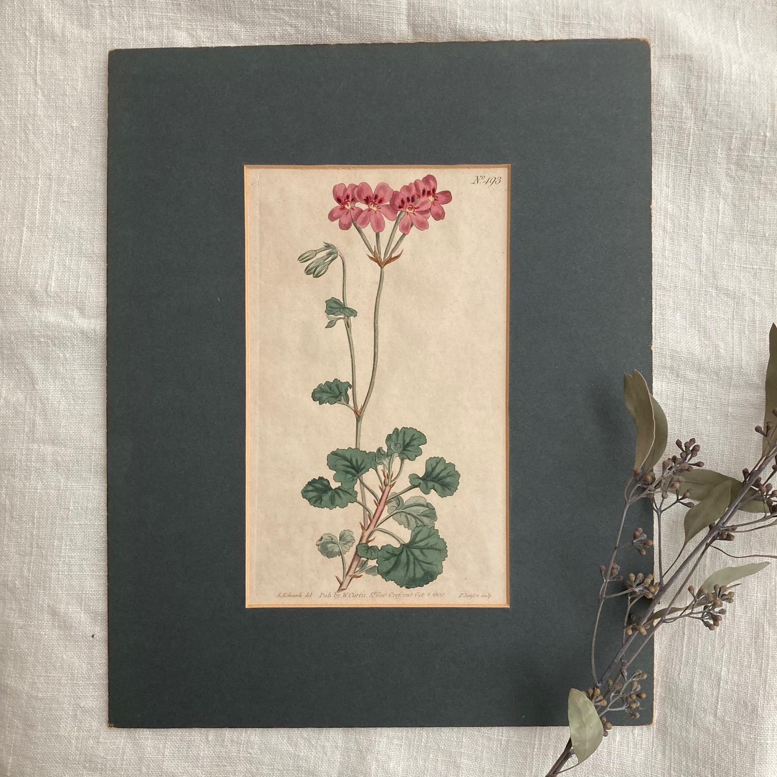 熱い販売 イタリア製アンティークボタニカル額絵 絵画