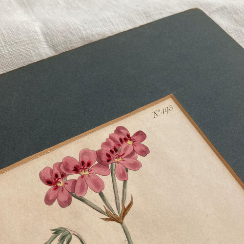 アンティークボタニカルアート 植物のポスター English Botany