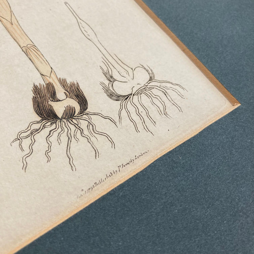 アンティークボタニカルアート 植物のポスター English Botany アート