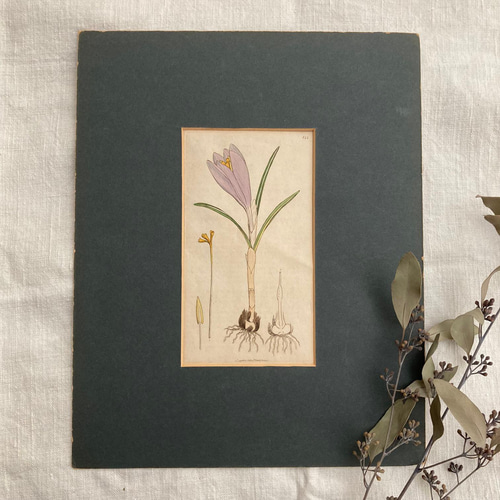 アンティークボタニカルアート 植物のポスター English Botany