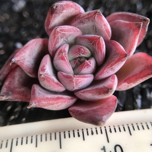 多肉植物 エケベリア ブラックスワン カット苗 1苗999円 多肉植物 愛