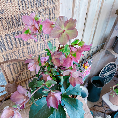 現品SALE♡【クリスマスローズ 氷の薔薇】毎年楽しめるお花♪ホワイト