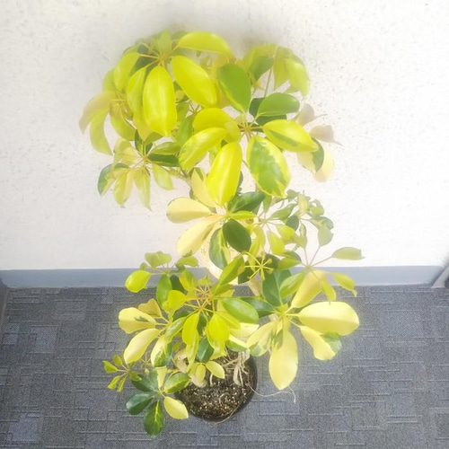 現品】シェフレラ【ゴールドリーフ】曲がり 希少種‼️観葉植物