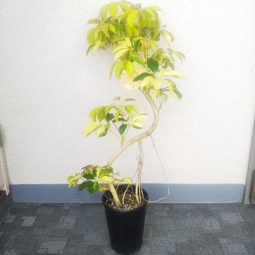 現品］【希少】シェフレラ ゴールドリーフ 曲がり 観葉植物 室内