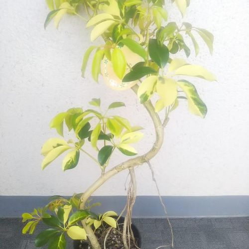 現品］【希少】1番 シェフレラ ゴールドリーフ 8号 観葉植物