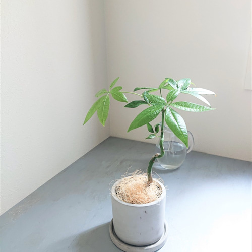 ○数量限定○新作○希少な曲げ木 ”パキラ アッシュグレー鉢/受け皿