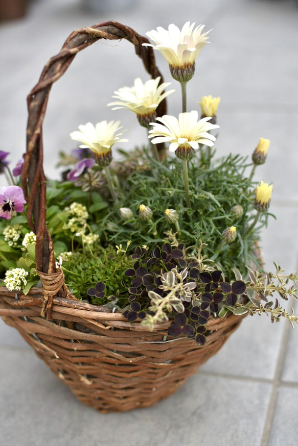 ⚪︎オーダー⚪︎ レトロカラー♡な春の寄せ植えバスケット 3枚目の画像