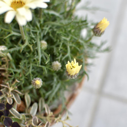 ⚪︎オーダー⚪︎ レトロカラー♡な春の寄せ植えバスケット 7枚目の画像