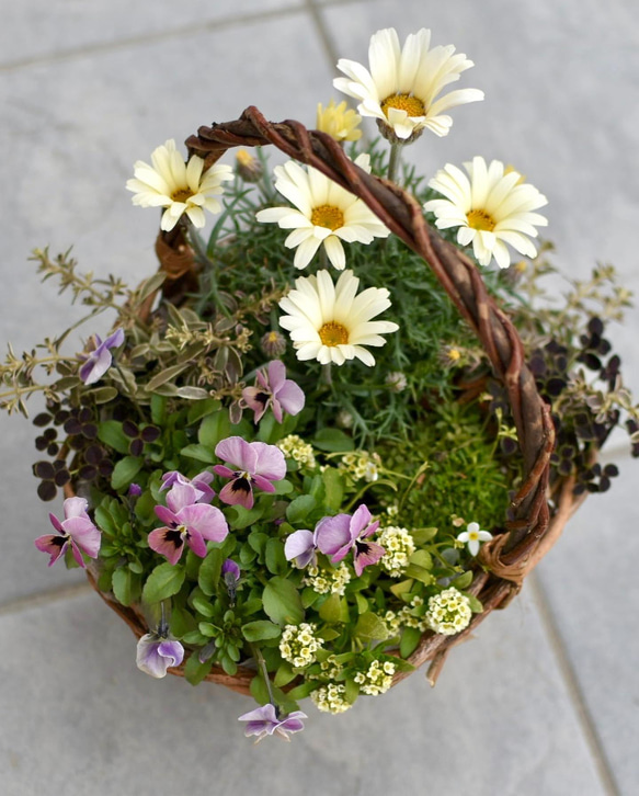 ⚪︎オーダー⚪︎ レトロカラー♡な春の寄せ植えバスケット 1枚目の画像