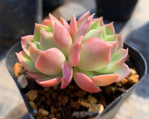 328.多肉植物 寄せ植え エケベリア属 レインボーローズ（2頭） 新品種