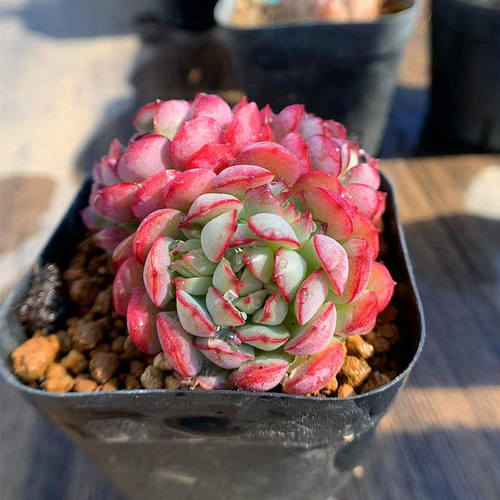 329.多肉植物 寄せ植え エケベリア属 夢幻の妖精 新品種 抜き苗 アート