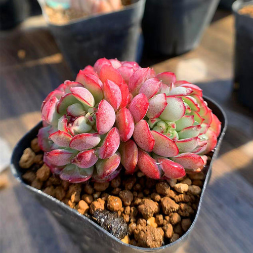 329.多肉植物 寄せ植え エケベリア属 夢幻の妖精 新品種 抜き苗