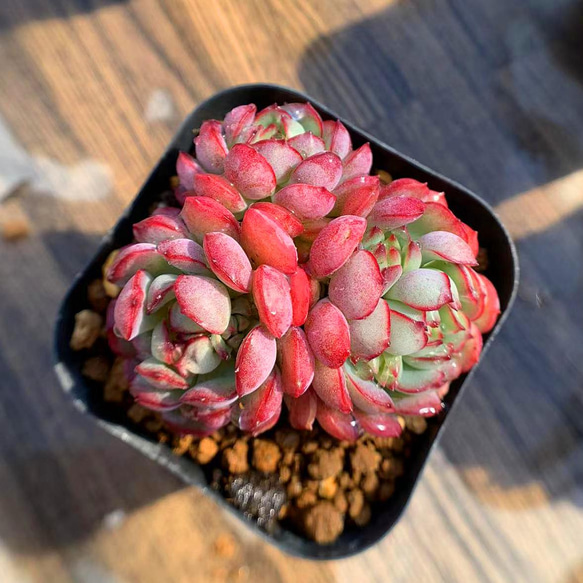 329.多肉植物 寄せ植え エケベリア属 夢幻の妖精 新品種 抜き苗 アート