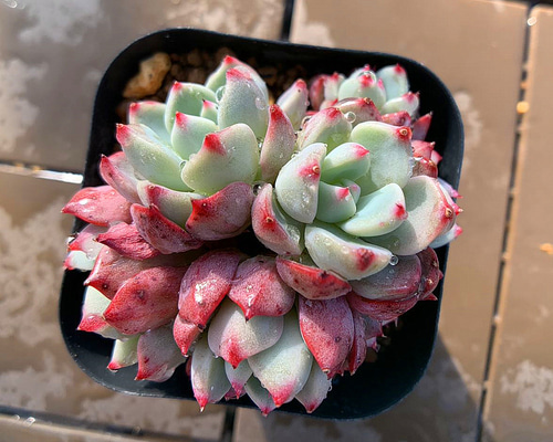 アーロン×七福美尼 実生苗 多肉植物 エケベリア 112.多肉植物 寄せ植え エケベリア属 七福美尼（4頭以上） 抜き苗