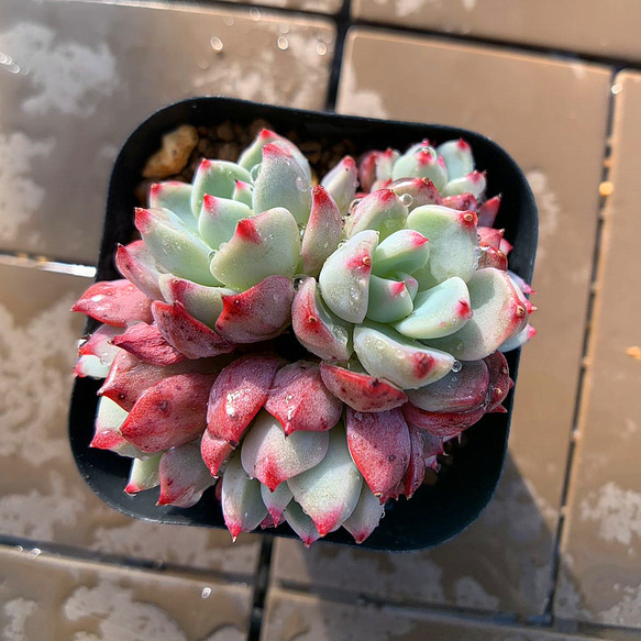 112.多肉植物 寄せ植え エケベリア属 七福美尼（4頭以上） 抜き苗