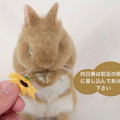 お祈りをしているうさぎさん ネザーランドドワーフ オレンジ お祈りをしているうさぎさん ネザーランドドワーフ オレンジ
