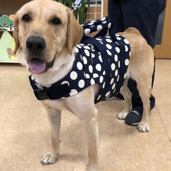 陸亀さん☆お洋服☆ ペット服・アクセサリー mosi mosi 通販 8421990