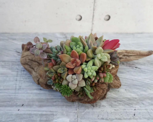 その他多肉植物 natural 多肉植物 | PROTOLEAF プロトリーフ