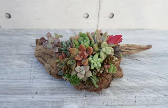 流木 多肉植物寄せ植え 135 多肉植物 GREENSHOP YURAYURA 通販