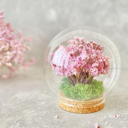 桜の木のガラスドーム 2枚目の画像