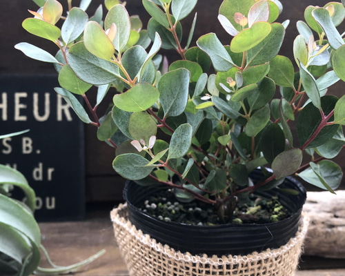 ウェブステリアナ♡ ハート型ユーカリ♡ガーデニング アートフラワー