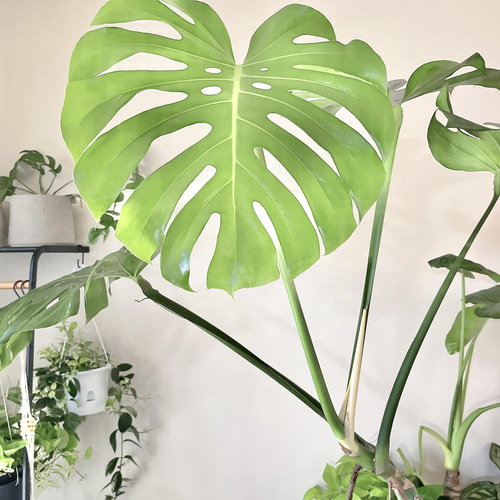 モンステラ⭐️幹立ち⭐️葉約45cm 一点もの】観葉植物