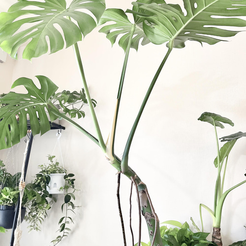 モンステラ　大型1株　２m越え　店舗などのインテリアに♪ モンステラ 大型1株 2m越え 店舗などのインテリアに♪ - メルカリ