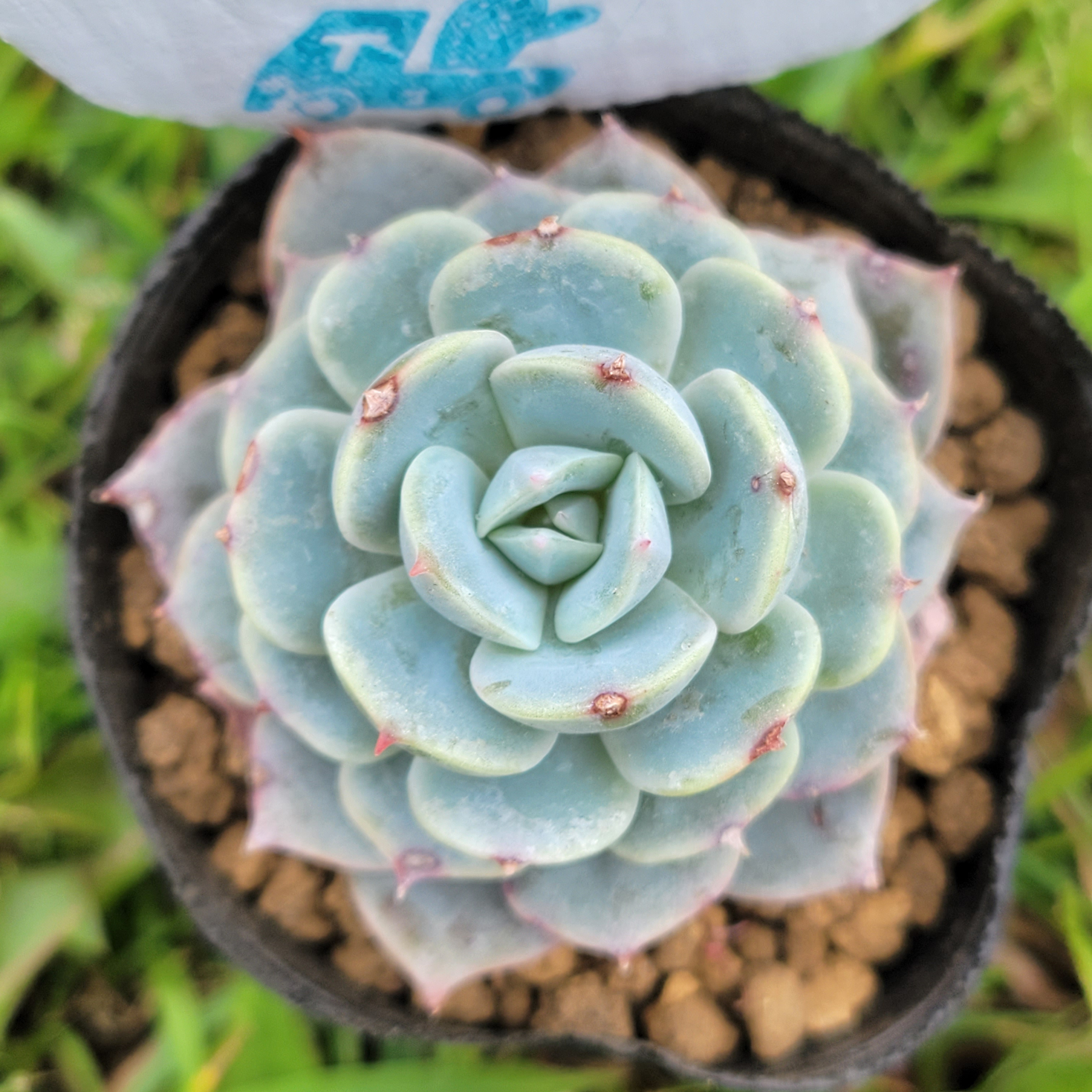 モケモケ兎系　多肉植物　希少種　ステファン種　ラウヒィ　マウイサンセット　葉挿し