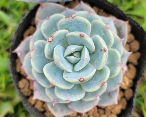 スノーフィールド 多肉植物 エケベリア その他インテリア雑貨 多肉の