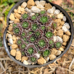 アーノルディ 多肉植物 アエオニウム その他インテリア雑貨 多肉の