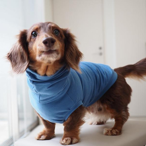 オーダーページ】イタグレ服フレブル服ダックス服ハンドメイド