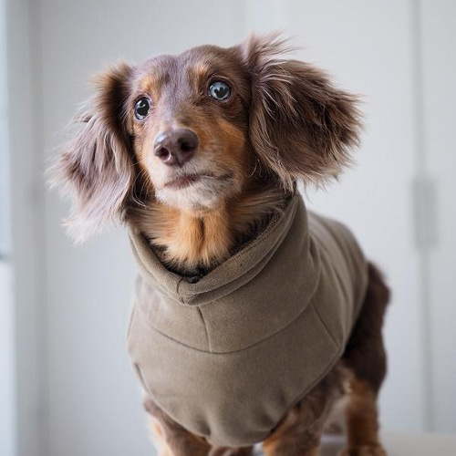 【いちご大福様ご確認用】☆レッスンバッグチャーム→犬の迷子札チャーム☆ いちご大福様ご確認用】☆レッスンバッグチャーム→犬の迷子札チャーム