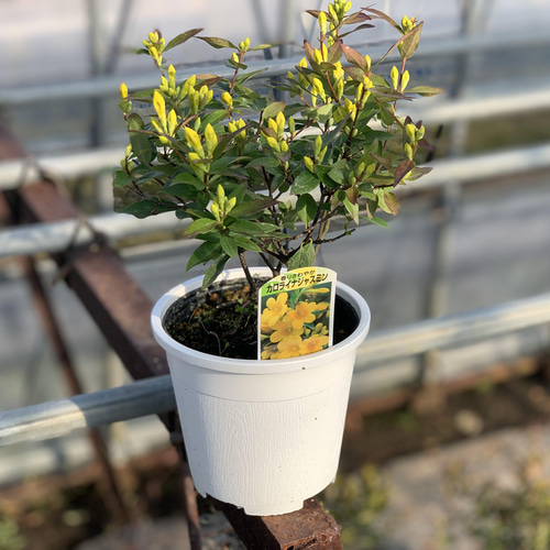 カロライナジャスミン☆植木鉢☆観葉植物☆ガーデニング☆お花 アート