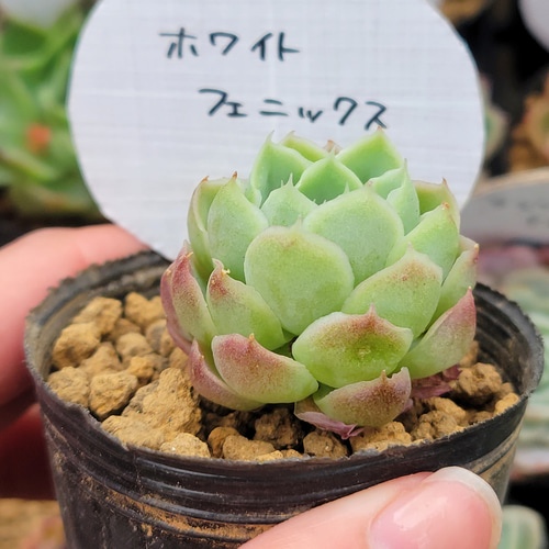 ホワイトフェニックス 多肉植物 エケベリア その他インテリア雑貨 多肉