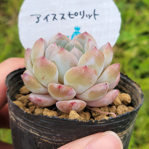 アイススピリット 氷魄 多肉植物 抜き苗 【公式通販】