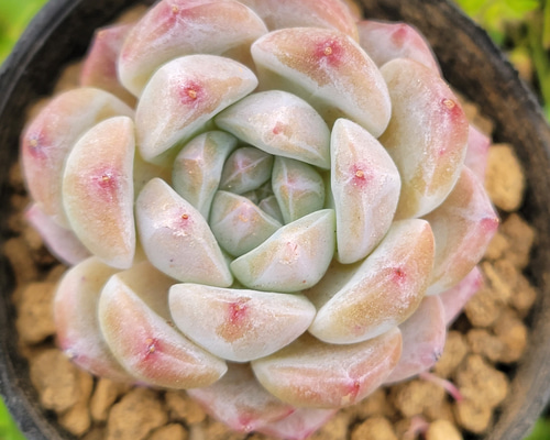 アイススピリット 多肉植物 エケベリア その他インテリア雑貨 多肉の