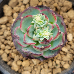 ツナミ錦　美斑入り　多肉植物　エケベリア レア ツナミ錦 色斑入り 多肉植物 エケベリア の通販 by Nan多肉12月