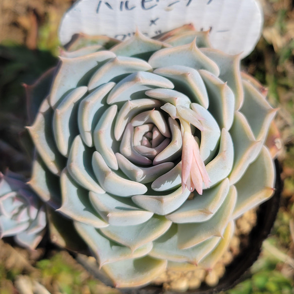 むぎ！（ハルビンゲリ×PG）×ラウリンゼ　札付き　ミソップ　多肉 ce57951a020f9652fbc39b98ccbb38