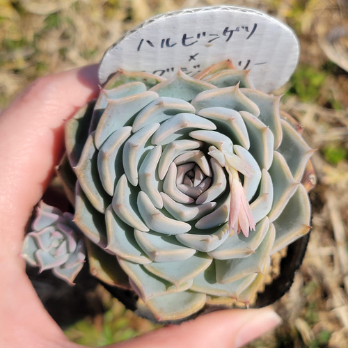 ハルビンゲリ×ラグジュアリー 多肉植物 エケベリア その他インテリア