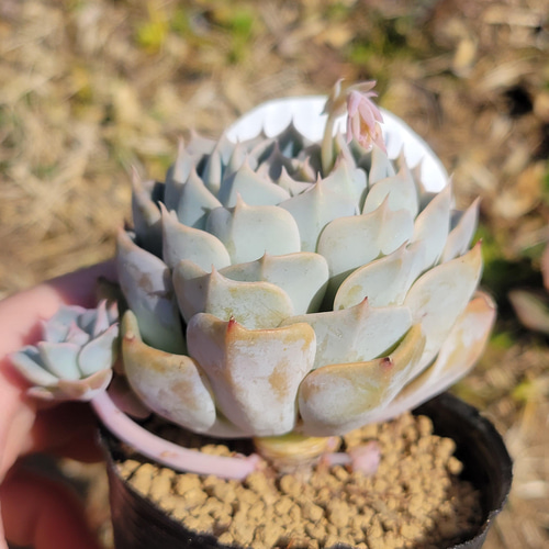 ハルビンゲリ×ラグジュアリー 多肉植物 エケベリア その他インテリア