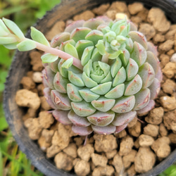 リトルポケット 多肉植物 エケベリア 1枚目の画像